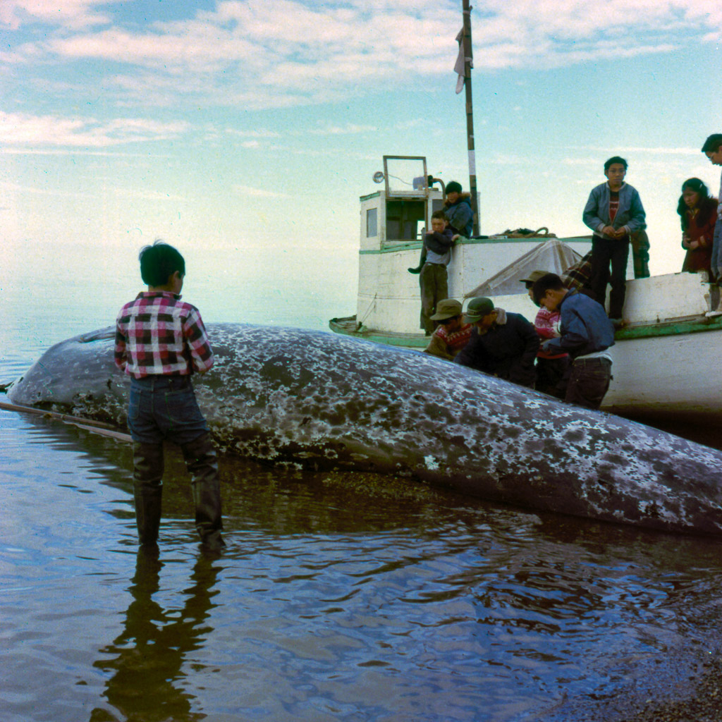 1950s Whaling Boat and whale.