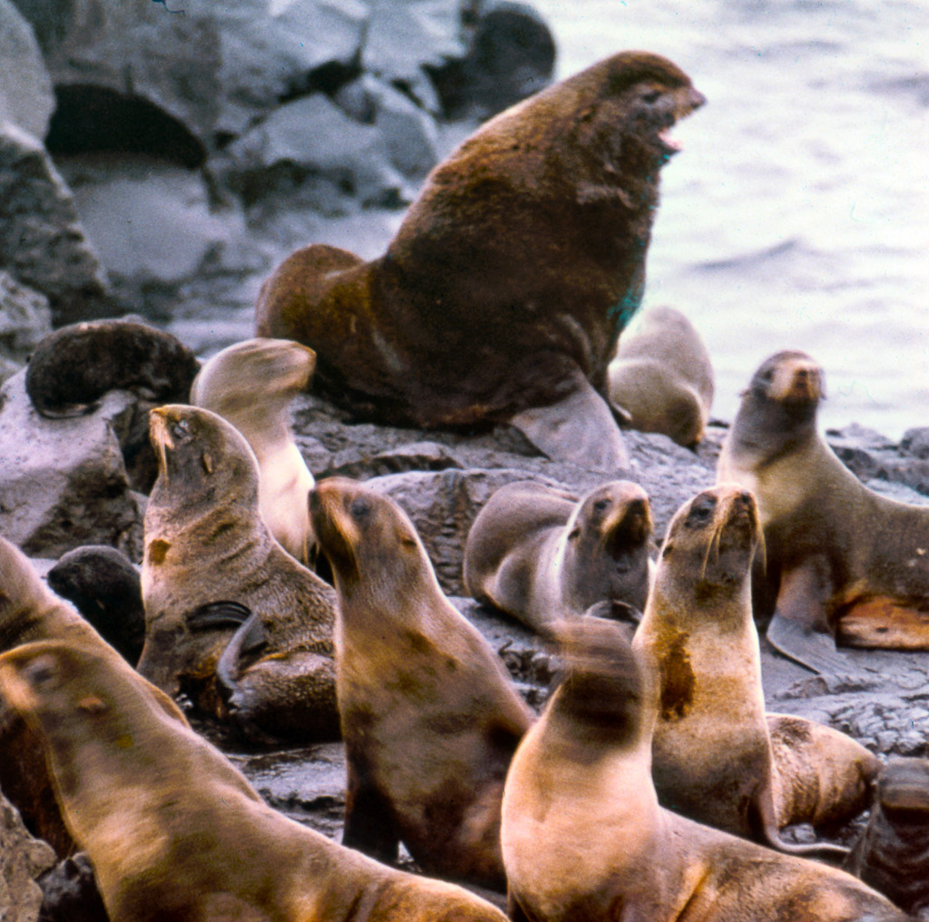1960s, Kotzebue. Fur Seal harem