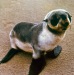 03-Fur-Seal-pup