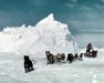 100-Dog-team-travel-on-sea-ice