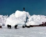 103-Dog-team-travel-on-sea-ice