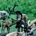 1950s Reindeer near Kotzebue.