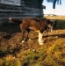 1960s Our dog named Sno-Traveler near Lena Saterlees Kotzebue house where we stayed several summers.