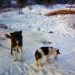 1960s Two of our sled dogs