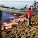 1960s Washing muktuk ( white whale blubber and skin) in Kotzebue sound.