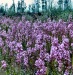 Fireweed in full bloom. Ambler in June.