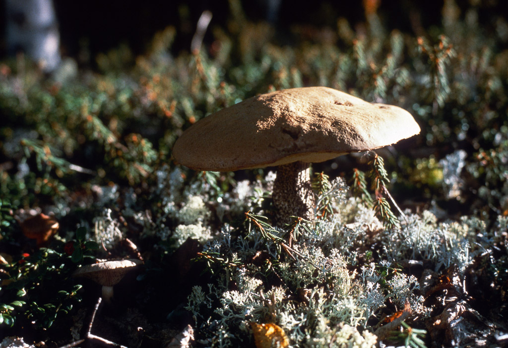 Wild mushroom near caribou lichen.