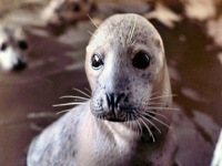 05-Hair-Seal