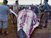 09-Stripping-the-blubber