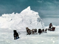 100-Dog-team-travel-on-sea-ice