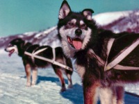 101-Husky-dogs