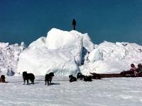 103-Dog-team-travel-on-sea-ice