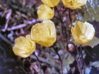 109-Arctic-Poppy
