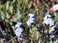 111-Forget-Me-Not