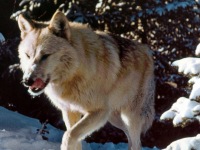 13-Wolf
