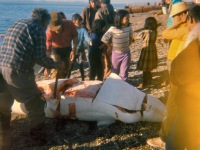 136-Same-Beluga-about-10-P.M