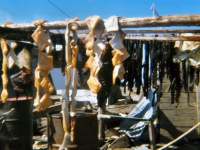 138-Muktuk-hanging-to-season