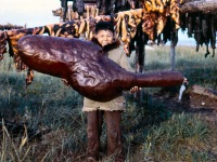 1950s Boy with dried beluga whale belly. Kotzebue AK.