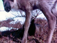1950s Reindeer fawn.