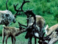 1950s Reindeer near Kotzebue.