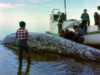 1950s Whaling Boat and whale.