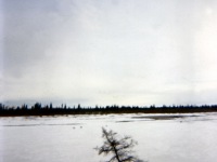 1960s Caribou on the thawing Kobuk River near Ambler.tif