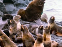 1960s, Kotzebue. Fur Seal harem