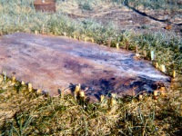 Oogruk skin stretched to dry