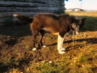 1960s Our dog named Sno-Traveler near Lena Saterlees Kotzebue house where we stayed several summers.