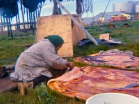 1960s Taking blubber off the skin.Kotzebue.
