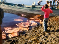 1960s Washing muktuk ( white whale blubber and skin) in Kotzebue sound.