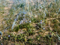 1960s at Sesolik. Forget-me-not.