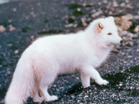 White Fox