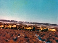 Reindeer herd.