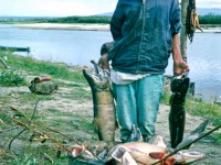 Mabel Cleveland with a mid-summer catch of Chum Salmon. Ambler, Alaska, 1964