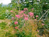 Image 0014