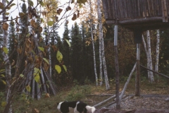 2006-09-16, Oliver's pole cache with metal roof.