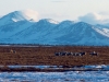 1979 AK Abl Caribou & Jade Mountains