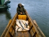 Oliver and sheefish 1969