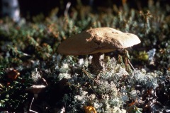 Joyce's Alaska Photos