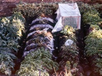 00631 - 5B
