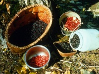 Blackberries, blueberries, cranberries