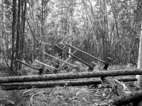 1978 Axes in a log